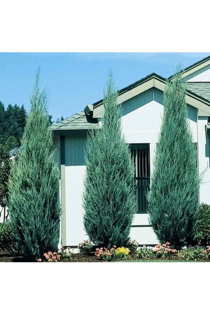 Ялівець скельний Блю Ерроу / Блю Арроу